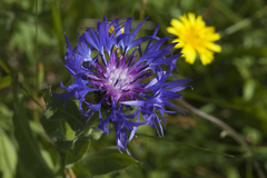 Centaurea nigrofimbria