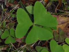 Ionoxalis