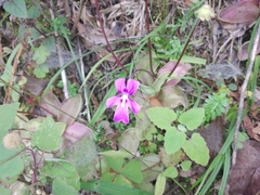 Pinguicula moranensis