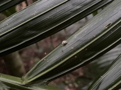 Dendrolamellaria mathewsi