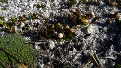 Gaultheria nubicola