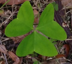 Ionoxalis