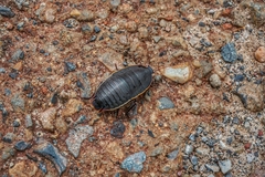 Polyzosteria limbata