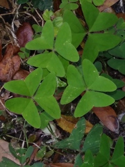 Ionoxalis