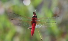 Urothemis signata insignata