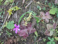 Pinguicula moranensis