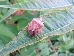 Euschistus servus euschistoides