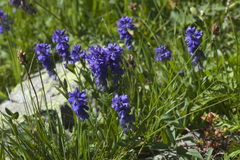 Polygala alpicola