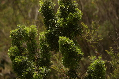 Hakea ruscifolia