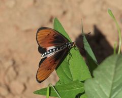 Acraea lygus