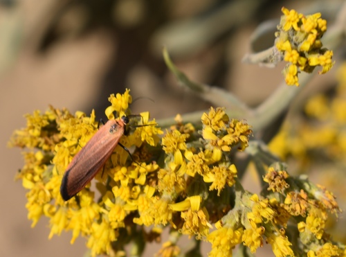 Lycomorpha grotei photo 4
