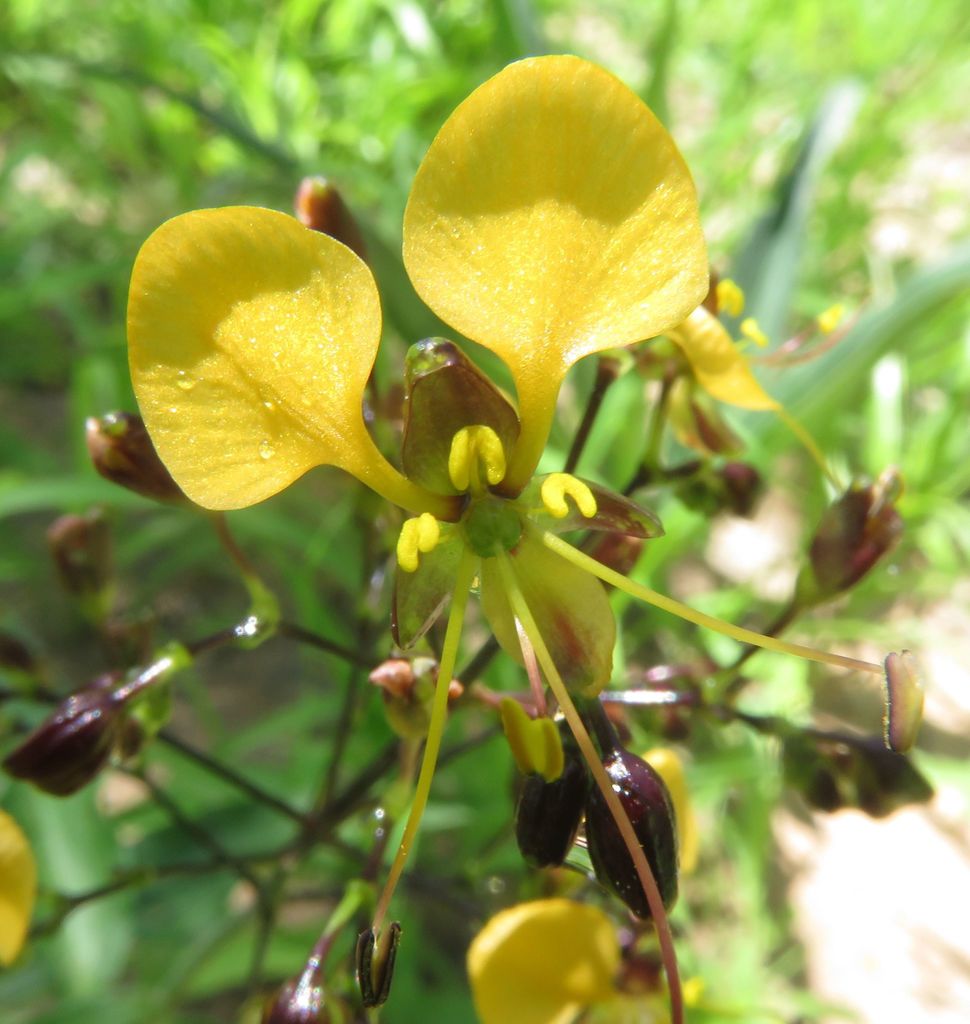 Aneilema johnstonii