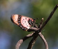 Acraea acara