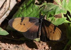 Acraea anemosa