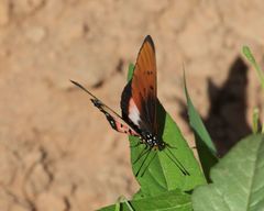 Acraea lygus