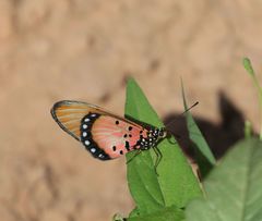 Acraea lygus