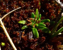 Abrotanella caespitosa