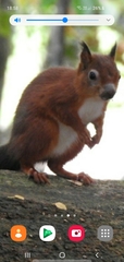 Sciurus vulgaris
