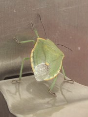 Chlorochroa