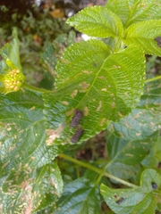 Octotoma scabripennis