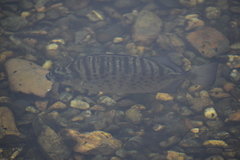 Selenotoca multifasciata