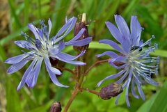 Lactuca sibirica