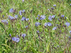 Lactuca sibirica