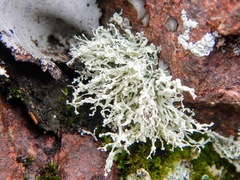 Ramalina intermedia