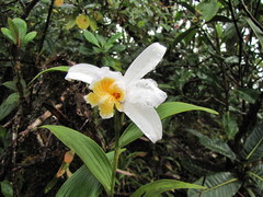 Sobralia chrysostoma
