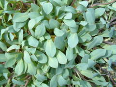 Mertensia maritima