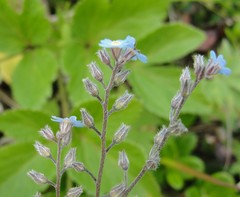 Myosotis asiatica