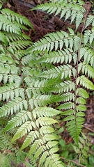 Davallia denticulata