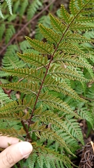 Davallia denticulata