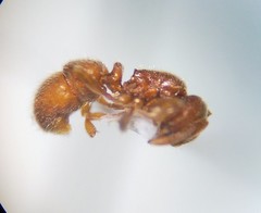 Proceratium crassicorne