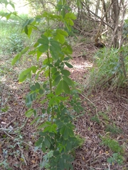 Senna pendula glabrata