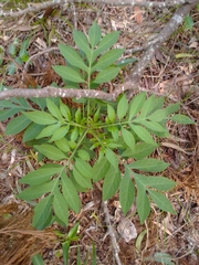 Solanum seaforthianum