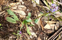 Ajuga australis