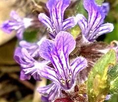 Ajuga australis