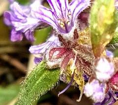 Ajuga australis