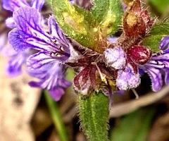 Ajuga australis