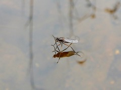 Hydrophorinae