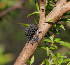 Septobasidium clelandii