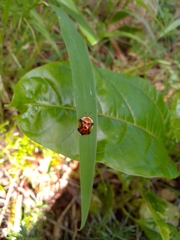 Aspidimorpha westwoodi