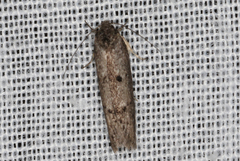 Ericrypsina chorodoxa