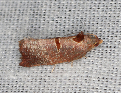 Glyphidoptera insignana