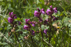 Pedicularis nordmanniana