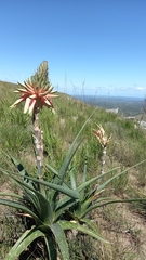Aloe micracantha