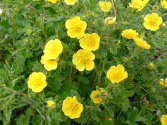 Potentilla fragiformis