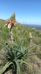 Aloe micracantha