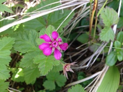 Rubus arcticus